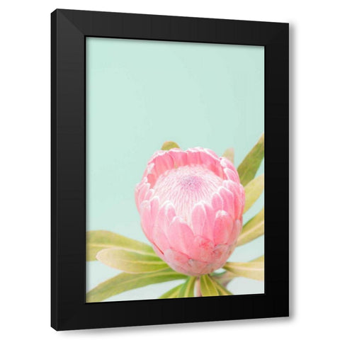 Sun Drenched Blossom II Black Modern Wood Framed Art Print with Double Matting by Stramel, Renee W.