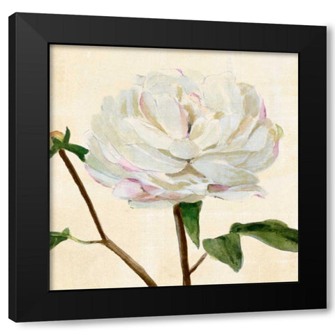 Peony in Bloom I Black Modern Wood Framed Art Print by Warren, Annie