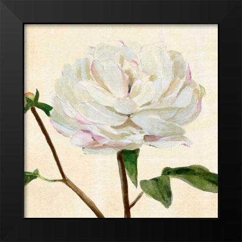 Peony in Bloom I Black Modern Wood Framed Art Print by Warren, Annie