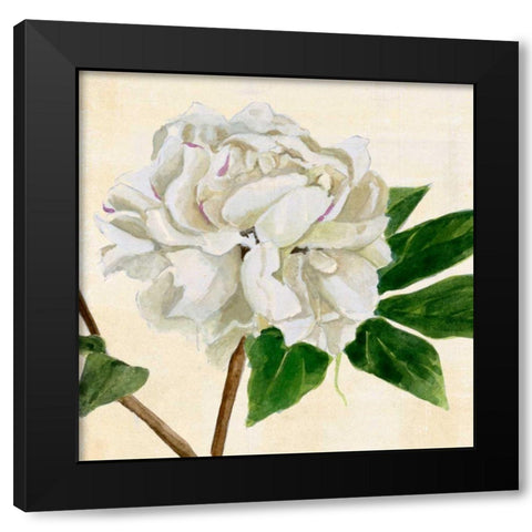 Peony in Bloom II Black Modern Wood Framed Art Print by Warren, Annie