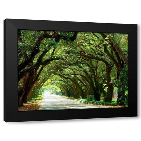 Canopy Road I Black Modern Wood Framed Art Print by McLoughlin, James