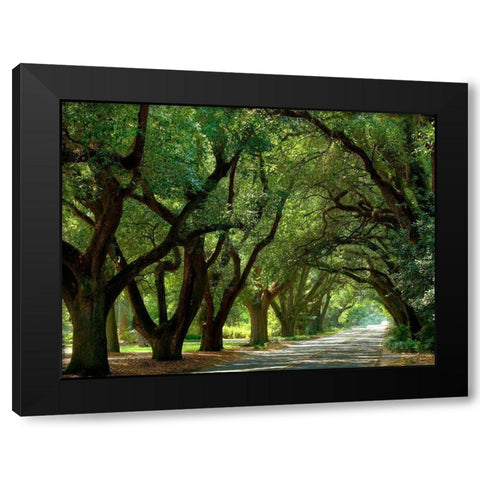 Canopy Road II Black Modern Wood Framed Art Print with Double Matting by McLoughlin, James