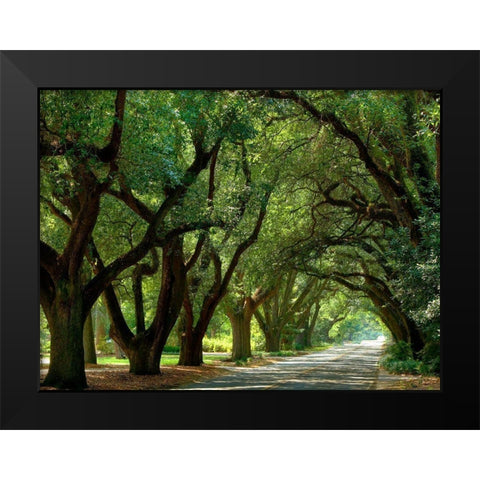 Canopy Road II Black Modern Wood Framed Art Print by McLoughlin, James