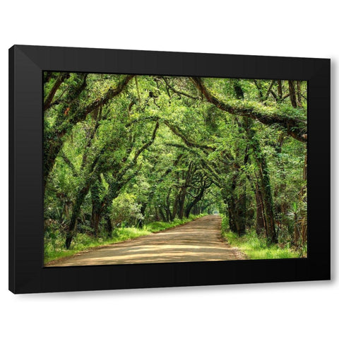 Canopy Road III Black Modern Wood Framed Art Print by McLoughlin, James
