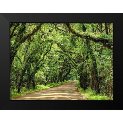 Canopy Road III Black Modern Wood Framed Art Print by McLoughlin, James