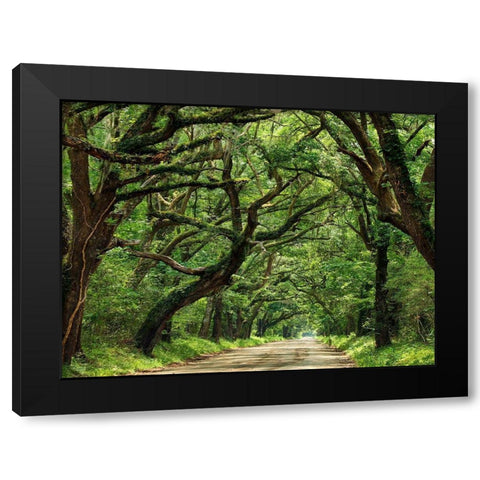 Canopy Road IV Black Modern Wood Framed Art Print by McLoughlin, James