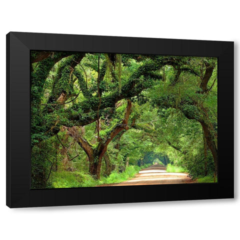 Canopy Road V Black Modern Wood Framed Art Print by McLoughlin, James