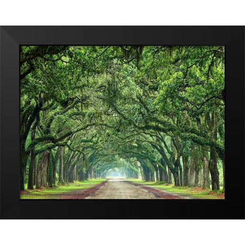 Canopy Road VI Black Modern Wood Framed Art Print by McLoughlin, James