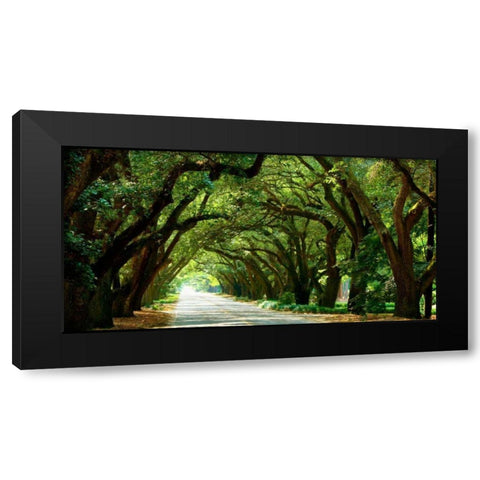 Canopy Road Panorama I Black Modern Wood Framed Art Print with Double Matting by McLoughlin, James