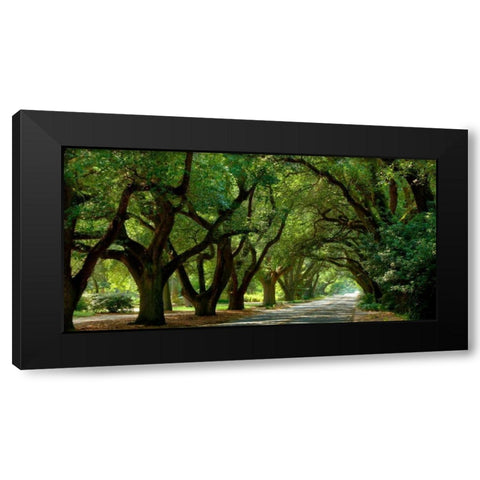 Canopy Road Panorama II Black Modern Wood Framed Art Print with Double Matting by McLoughlin, James