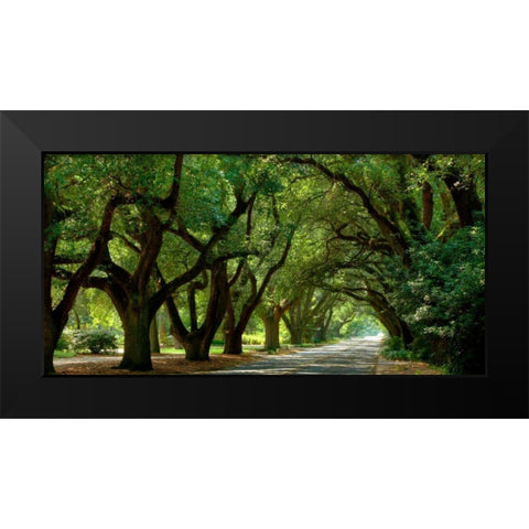 Canopy Road Panorama II Black Modern Wood Framed Art Print by McLoughlin, James