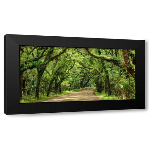 Canopy Road Panorama III Black Modern Wood Framed Art Print by McLoughlin, James