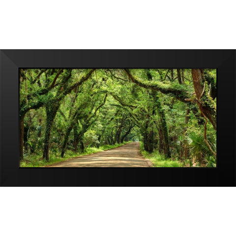 Canopy Road Panorama III Black Modern Wood Framed Art Print by McLoughlin, James