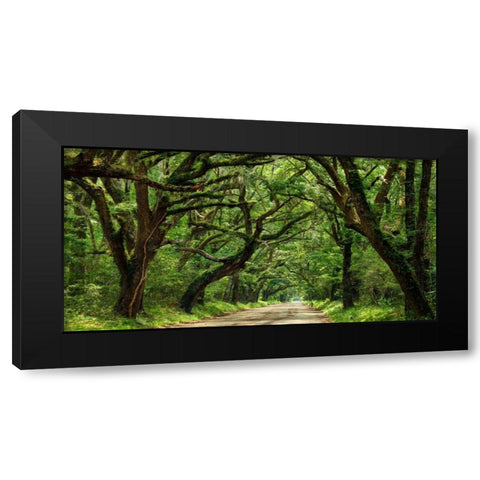 Canopy Road Panorama IV Black Modern Wood Framed Art Print by McLoughlin, James