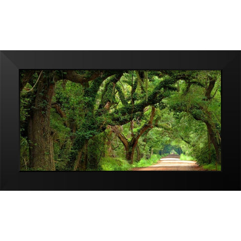 Canopy Road Panorama V Black Modern Wood Framed Art Print by McLoughlin, James