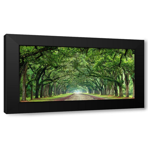 Canopy Road Panorama VI Black Modern Wood Framed Art Print by McLoughlin, James