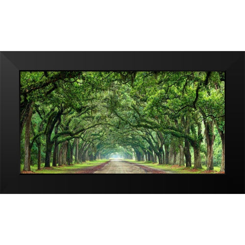 Canopy Road Panorama VI Black Modern Wood Framed Art Print by McLoughlin, James