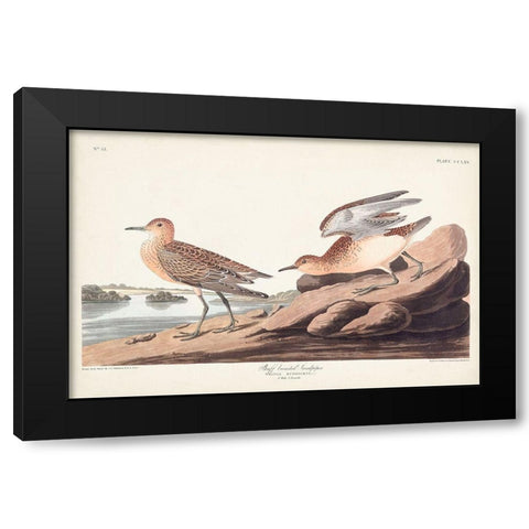 Pl. 265 Buff-breasted Sandpiper Black Modern Wood Framed Art Print by Audubon, John James