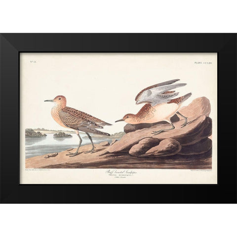 Pl. 265 Buff-breasted Sandpiper Black Modern Wood Framed Art Print by Audubon, John James