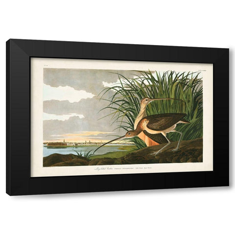 Pl. 231 Long-billed Curlew Black Modern Wood Framed Art Print with Double Matting by Audubon, John James
