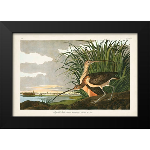 Pl. 231 Long-billed Curlew Black Modern Wood Framed Art Print by Audubon, John James