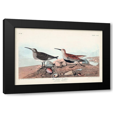 Pl. 290 Red-backed Sandpiper Black Modern Wood Framed Art Print with Double Matting by Audubon, John James