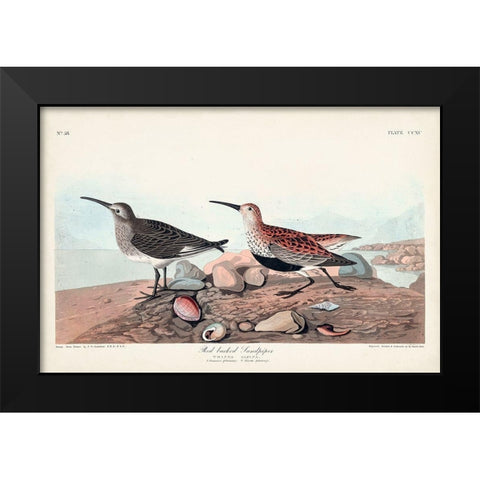 Pl. 290 Red-backed Sandpiper Black Modern Wood Framed Art Print by Audubon, John James