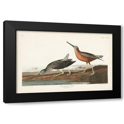 Pl. 335 Red-breasted Snipe Black Modern Wood Framed Art Print with Double Matting by Audubon, John James