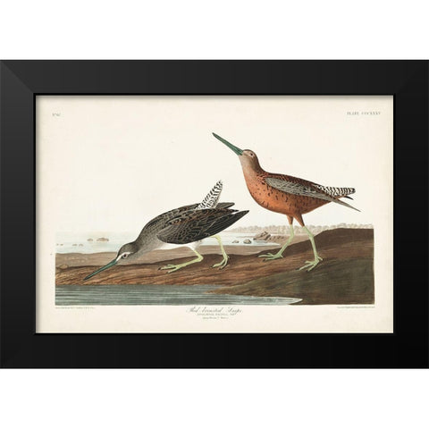 Pl. 335 Red-breasted Snipe Black Modern Wood Framed Art Print by Audubon, John James
