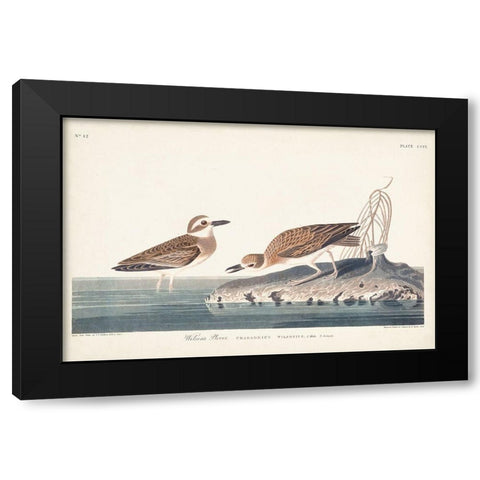 Pl. 209 Wilsons Plover Black Modern Wood Framed Art Print with Double Matting by Audubon, John James