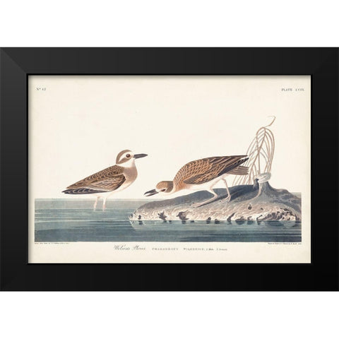 Pl. 209 Wilsons Plover Black Modern Wood Framed Art Print by Audubon, John James