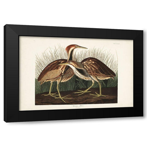 Pl. 337 American Bittern Black Modern Wood Framed Art Print by Audubon, John James