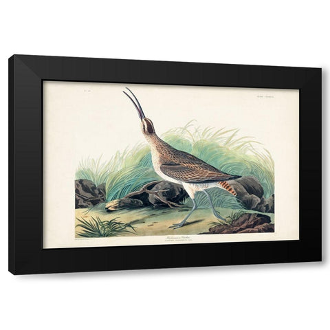 Pl. 237 Hudsonian Curlew Black Modern Wood Framed Art Print by Audubon, John James