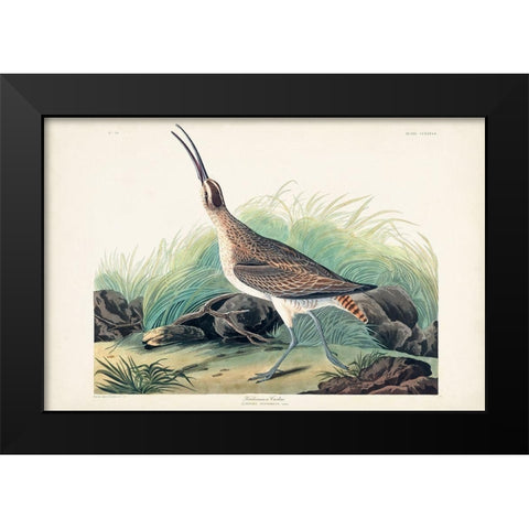 Pl. 237 Hudsonian Curlew Black Modern Wood Framed Art Print by Audubon, John James