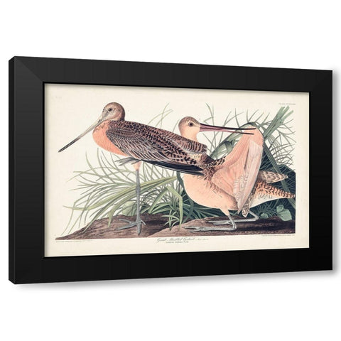 Pl. 238 Great Marbled Godwit Black Modern Wood Framed Art Print with Double Matting by Audubon, John James