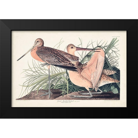 Pl. 238 Great Marbled Godwit Black Modern Wood Framed Art Print by Audubon, John James