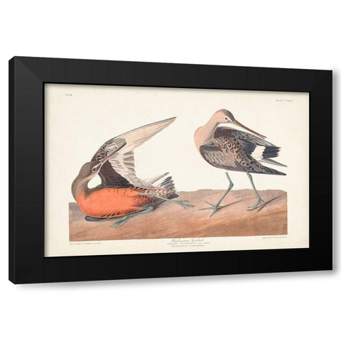 Pl. 258 Hudsonian Godwit Black Modern Wood Framed Art Print by Audubon, John James