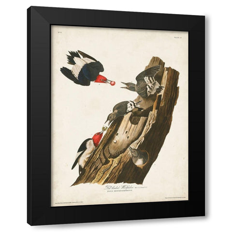 Pl. 27 Red-headed Woodpecker Black Modern Wood Framed Art Print with Double Matting by Audubon, John James