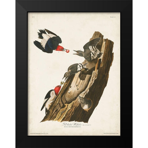Pl. 27 Red-headed Woodpecker Black Modern Wood Framed Art Print by Audubon, John James