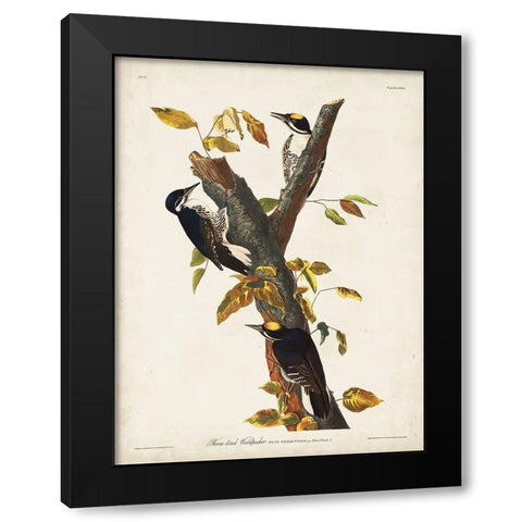 Pl. 132 Three-toed Woodpecker Black Modern Wood Framed Art Print by Audubon, John James