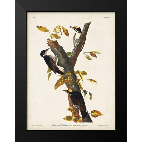 Pl. 132 Three-toed Woodpecker Black Modern Wood Framed Art Print by Audubon, John James