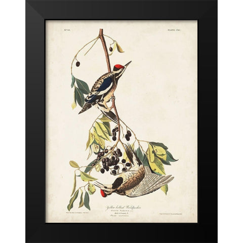 Pl. 190 Yellow-bellied Woodpecker Black Modern Wood Framed Art Print by Audubon, John James