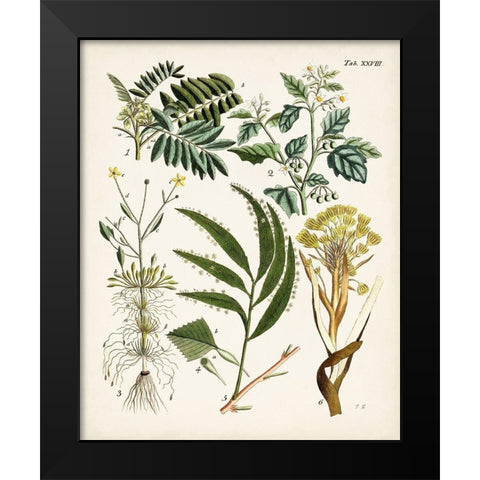 Fanciful Ferns I Black Modern Wood Framed Art Print by Unknown