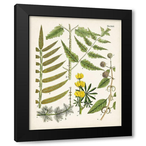 Fanciful Ferns II Black Modern Wood Framed Art Print with Double Matting by Unknown
