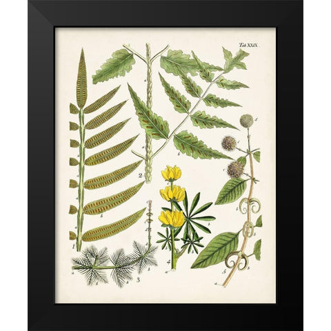 Fanciful Ferns II Black Modern Wood Framed Art Print by Unknown