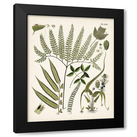 Fanciful Ferns III Black Modern Wood Framed Art Print with Double Matting by Unknown