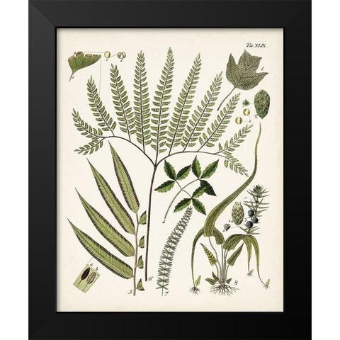 Fanciful Ferns III Black Modern Wood Framed Art Print by Unknown