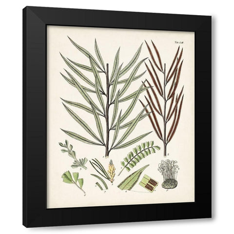 Fanciful Ferns VIII Black Modern Wood Framed Art Print with Double Matting by Unknown