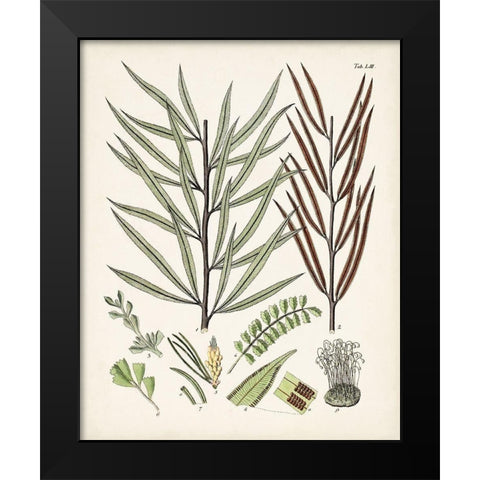 Fanciful Ferns VIII Black Modern Wood Framed Art Print by Unknown