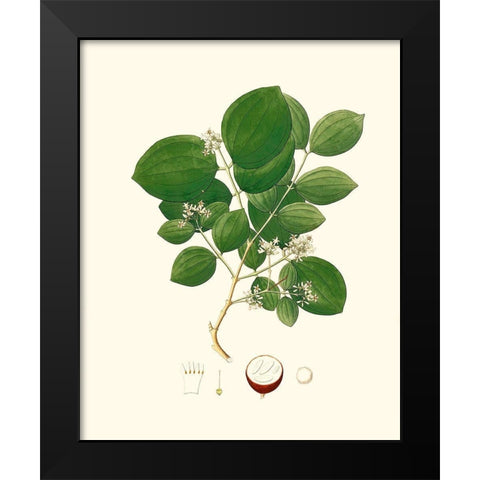 Spring Green Foliage I Black Modern Wood Framed Art Print by Unknown